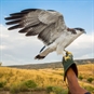 Bird of Prey Offers - Falcon on Glove